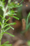 Annual trampweed